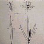 Anguina agrostis