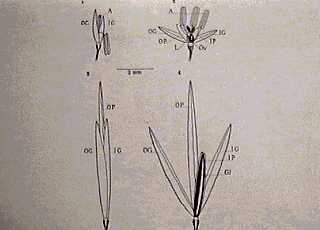 Anguina agrostis