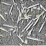 Anguina agrostis