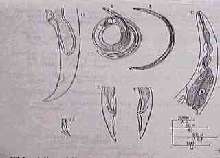 Anguina agrostis