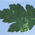 Liriomyza trifolii (Burgess)