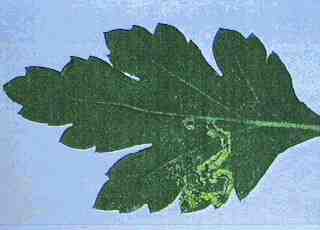 Liriomyza trifolii (Burgess)