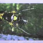 Liriomyza trifolii (Burgess)