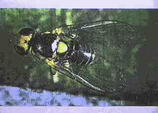 Liriomyza trifolii (Burgess)