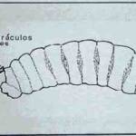 Liriomyza trifolii (Burgess)