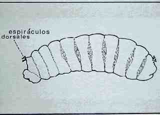 Liriomyza trifolii (Burgess)