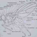Liriomyza trifolii (Burgess)