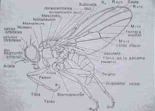 Liriomyza trifolii (Burgess)