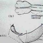 Liriomyza trifolii (Burgess)