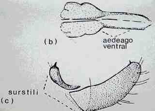 Liriomyza trifolii (Burgess)