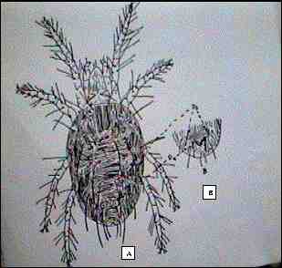 Tetranichus pacificus