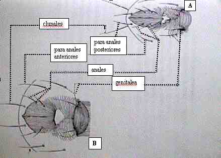 Tetranichus pacificus