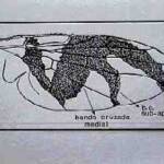 Rhagoletis pomonella