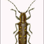Saperda spp.