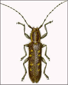 Saperda spp.