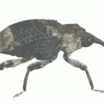 Dendroctonus spp.