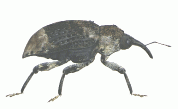 Dendroctonus spp.