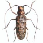 Cryptorhynchus lapathi