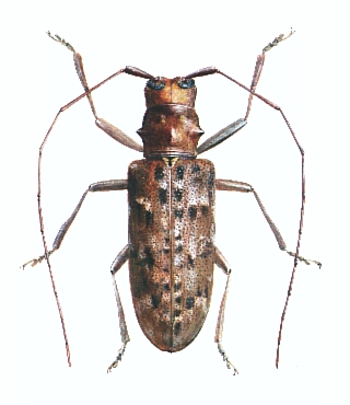 Cryptorhynchus lapathi