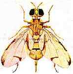Ceratitis capitata (Wiedemann)
