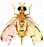 Ceratitis capitata (Wiedemann)