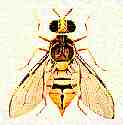 Dacus cucurbitae Coquillet