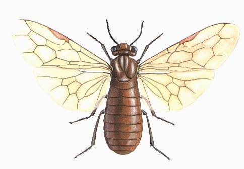 Neodiprion sertifer