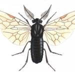 Neodiprion sertifer