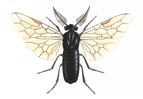 Neodiprion sertifer