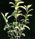Apple proliferation MLO
