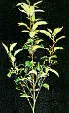 Apple proliferation MLO