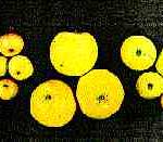 Apple proliferation MLO