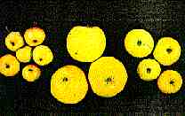 Apple proliferation MLO