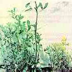 Clavibacter michiganensis ssp. insidiosus Davis