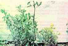 Clavibacter michiganensis ssp. insidiosus Davis