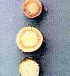 Clavibacter michiganensis ssp. insidiosus Davis