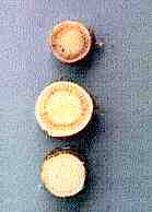 Clavibacter michiganensis ssp. insidiosus Davis
