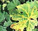 Grapevine Flavescence Dorée MLO