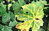 Grapevine Flavescence Dorée MLO