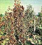 Pear Decline MLO