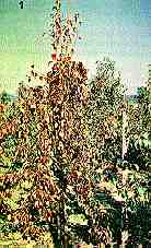Pear Decline MLO