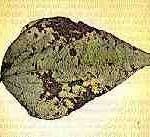 Phaeoisariopsis griseola (Sacc.) Ferraris