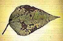Phaeoisariopsis griseola (Sacc.) Ferraris